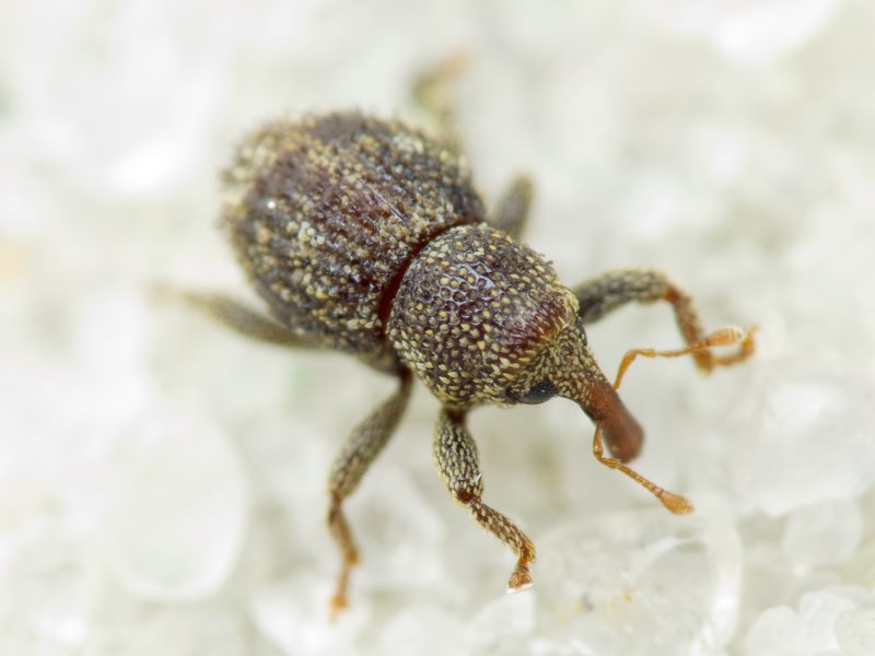 Acalles (Acalles) echinatus (Germar, 1824)